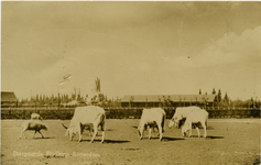 PBK-1990-42 Buffels of karbouwen op het terrein van Diergaarde Blijdorp aan de Van Aerssenlaan.