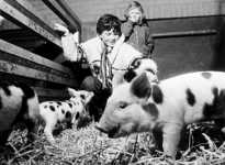 2001-963 Kinderen aaien jonge varkens op een kinderboerderij.