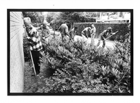 2003-716 Een groep werknemers met een zogenoemde Melkertbaan wieden een plantsoen.