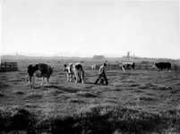 1975-1428 Landschap bij Overschie, melktijd op de weiden in de Kleinpolder bij Overschie. Links de toren van de ...