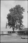 1729 Ingemetselde boom bij spoortalud naar Centraal Station, op de achtergrond de torenspits van de Provenierskerk.