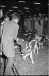 21673-3-22 Belangstelling voor Honderdduizendste nuchtere kalf op de veemarkt in 1969.