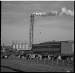 22895-3-12 De Eerste Nederlandse Coöperatieve Kunstmestfabriek (ENCK) in Vlaardingen met in de voorgrond grazende koeien.