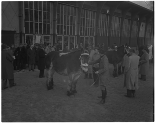 3027 Jaarlijkse verplichte stamboekkeuring van de Koninklijke Vereniging 'Het Nederlandse Trekpaard' op het Veemarktterrein.