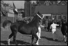 5047-1 Voorgeleiden van paarden op de 91e Paasveetentoonstelling op het Veemarktterrein.