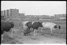 5286 Koeien worden gemolken, met nieuwe stadswijk op de achtergrond.