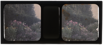 26-2-14 Stereofoto, autochroom, van bloemen, vermoedelijk in de tuin van de familie Stahl - Van Hoboken aan de Parklaan.