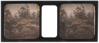 26-2-21 Stereofoto, autochroom van bloemen, struiken en bomen, vermoedelijk in de tuin van de familie Stahl - van ...