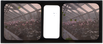 26-3-31 Stereofoto, autochroom, van planten en bloemen in een plantenkas, mogelijk in de tuin van de familie Stahl - ...