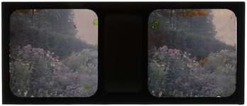 26-3-32 Stereofoto, autochroom van bloemen, struiken en bomen, vermoedelijk in de tuin van de familie Stahl - van ...