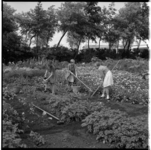 19498 Kinderen zijn bezig in de schooltuinen bij de Gordelweg. Op de achtergrond in het midden de N.V. Allan & Co ...