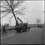 20878 Verschillende auto's met bomen rijden op straat voor het herplanten van volwassen bomen, op de Stadionweg (vanuit ...