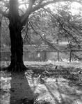 2002-1610 Een boom in herfstig Park.