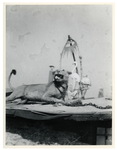 1977-3531 Gezicht op opgezette leeuw en flamingo op het dak van een puinruimerskeet aan de Boijmansstraat, als gevolg ...