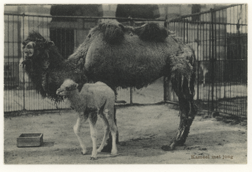 PBK-1951 Een kameel met haar jong op het terrein van de Rotterdamsche Diergaarde.