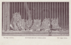 PBK-1952 Jonge leeuwen in een kooi op het terrein van de Rotterdamsche Diergaarde.