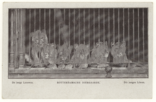 PBK-1952 Jonge leeuwen in een kooi op het terrein van de Rotterdamsche Diergaarde.