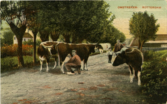 PBK-1987-60 Het melken van koeien op een landweg.
