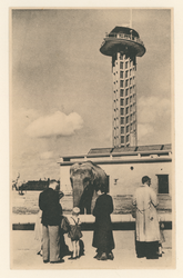 PBK-1988 Olifanten bij het olifantenverblijf met toeschouwers, op de achtergrond de uitkijktoren in Diergaarde Blijdorp ...