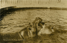 PBK-1990-43 Nijlpaarden in een bassin in Diergaarde Blijdorp aan de Van Aerssenlaan.
