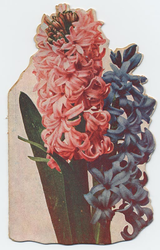 PBK-1993-1024 Prentbriefkaart met hyacinten en daaronder 10 stadsgezichten in een boekje als leporello aaneen.