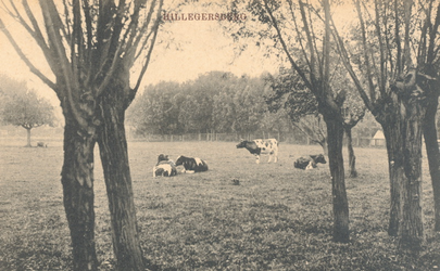 PBK-9633 Koeien in een weiland in Hillegersberg.