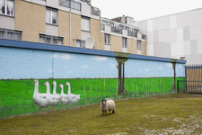 2013-19 De kinderboerderij van Wijkpark het Oude-Westen. Een schaap voor een muurschildering met ganzen. De foto is ...