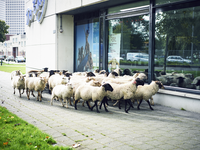 2017-2 Groepje schapen passeert een schoonheidssalon. De foto is gemaakt in opdracht van De Kracht van Rotterdam (DKVR).