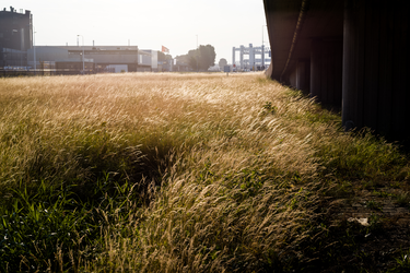 2018-2 Door tegenlicht verlichte grassen in een industriële omgeving. De foto is gemaakt in opdracht van De Kracht van ...