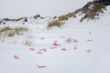 2019-15 Roze slierten liggen verspreid in duingebied. De foto is gemaakt in opdracht van De Kracht van Rotterdam (DKVR).