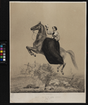 XXXIV-28-10 De voorstelling van Käthchen Carré op het paard Juno.