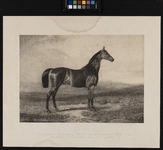 XXXIV-28-12 Paard Stilton.