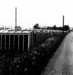 1972-7206 Tuinbouwkassen langs de Klapwijkseweg.