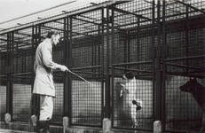 1974-1703-TM-1708 Gezichten op het dierenopvangcentrum van de Dierenbescherming Rotterdam aan de Abraham van ...