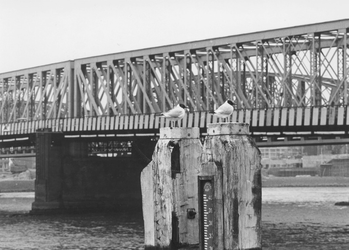 1980-1203 Gezicht op de Willemsbrug en daarachter de spoorbrug over de Nieuwe Maas.
