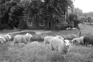 1991-1005 De boerderij van schaapsherder Hallensleben aan de Nesserdijk 368.