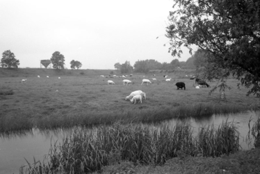 1991-1015 Het weiland bij de boerderij van schaapsherder Hallensleben aan de Nesserdijk 368.