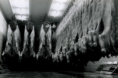 1993-5944 Interieur slachthuis met geslachte koeien aan de Boezemstraat.
