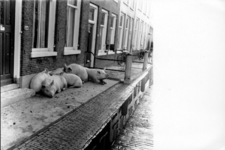 1993-959 Een combinatie van zeer zware storm en springvloed veroorzaakt een watersnoodramp in Zeeland en delen van ...