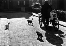 1997-1843 Op een hofje zijn er katten bij een viskoopman.