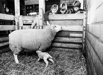 2001-964 Kinderen aaien een schaap met een lammetje op een kinderboerderij.