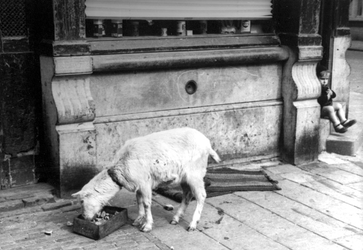 2005-5358 In verband met schaarste na de Tweede Wereldoorlog wordt een geit in de stad gehouden.