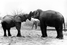 2005-5444 In De Diergaarde Blijdorp met olifanten.