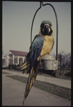 371 Papagaai op een stok in Diergaarde Blijdorp ter hoogte van het Giraffenhuis.