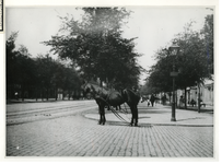 XVII-77-04-07-1 Een zogenaamd oprijpaard wacht op de Goudsesingel bij de Boezemsingel om gespannen te worden voor een ...