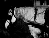 1973-111 Foto van een trekpaard.