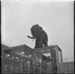 1024-3 Een olifant als attractie opgesteld bij warenhuis Ter Meulen.