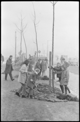 20011-57-35 Tijdens de Boomplantdag 1963 in Hoogvliet worden er door scholieren honderdzestien bomen geplant langs de ...