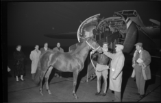 2051-2 Trainer Riem (midden, met pet) zoekt contact met het paard 'Parnassian' dat zojuist met het vliegtuig uit ...