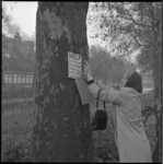 22301-3-3 Mevrouw bevestigt protestbord op boom om rooien daarvan te voorkomen.